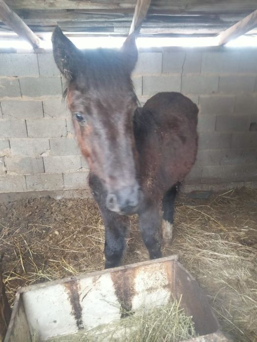 Жабагы Тай 11 айлык ургашы