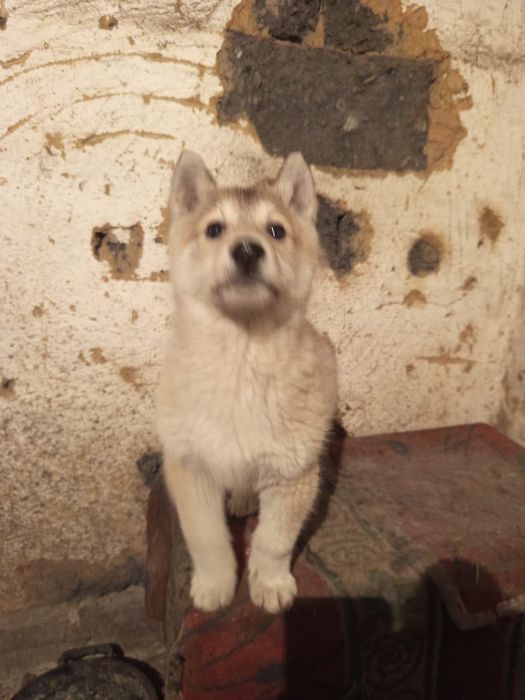 Продам щенка чистокровной лайки