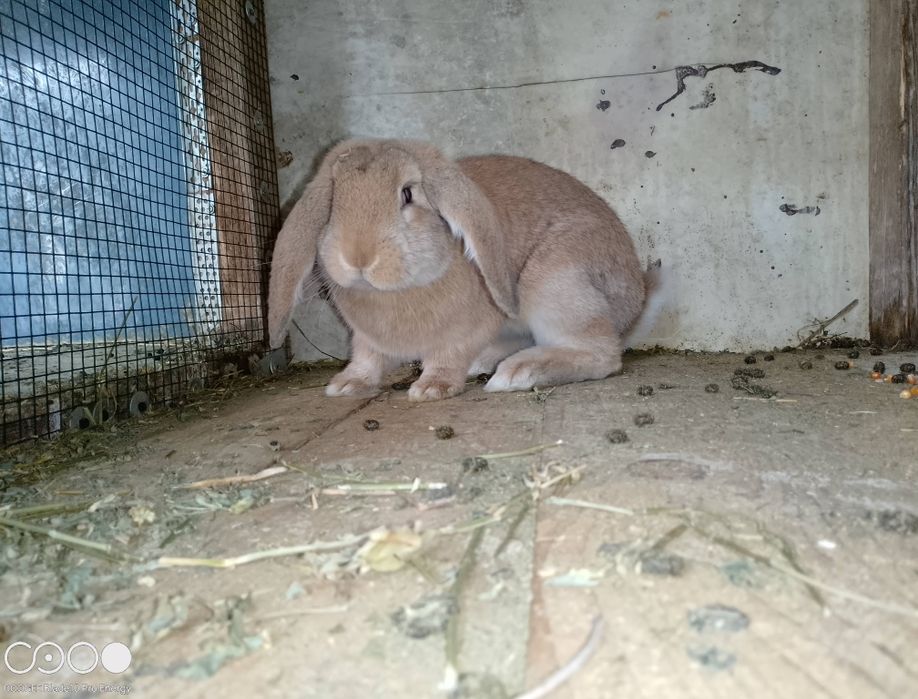 Iepuri de rasa berbec și fluture negru