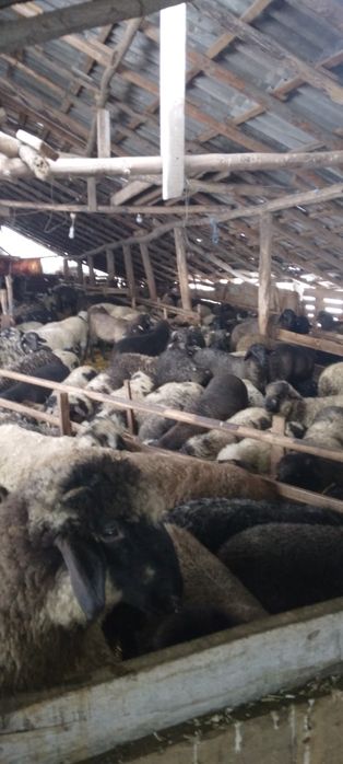 Vând miei pentru sărbători...