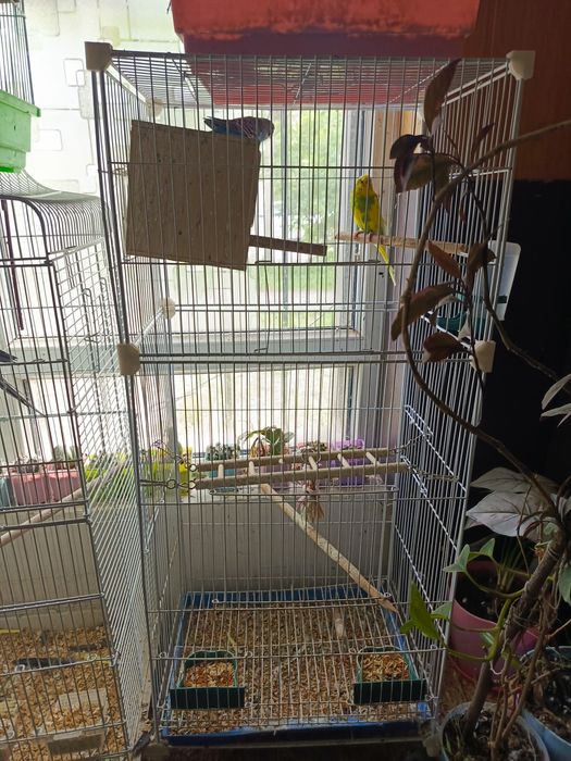 Пара волнистых попугаев