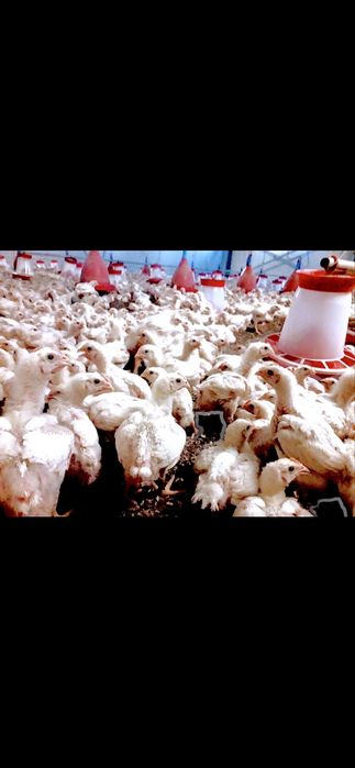 Vindem pui de carne 700-800g,curcani,puicute de oua