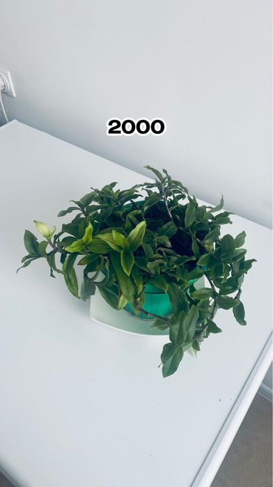 Цветы домашние цветущие