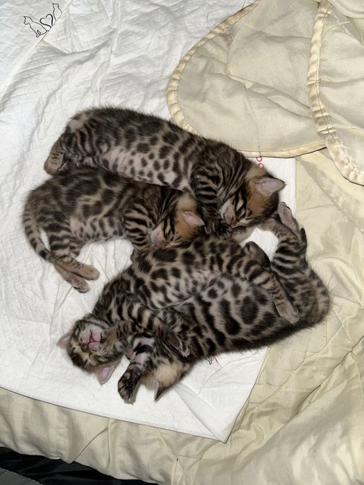 Продам бенгальских котят