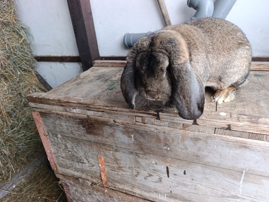 Mascul Berbec German 17.03.2025