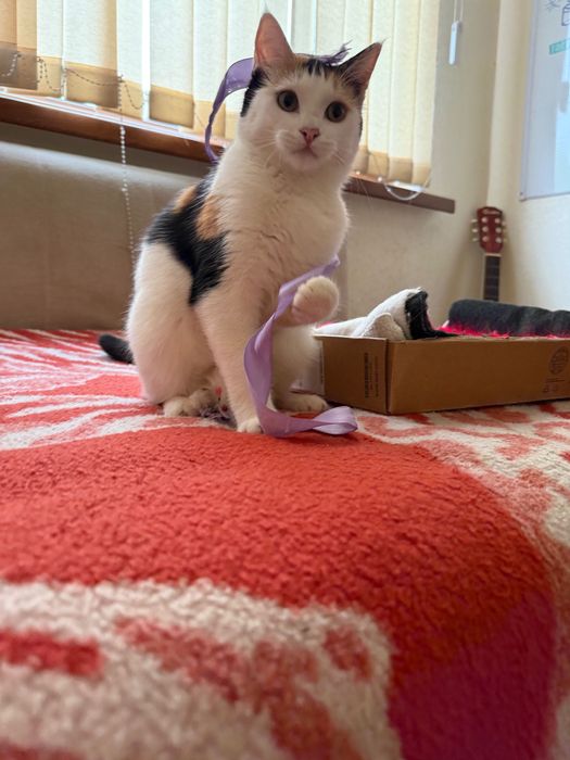 Пристраиваю малейшую кошечку