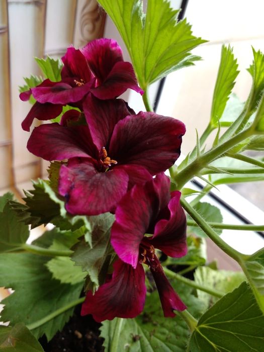 Продаю комнатные цветы