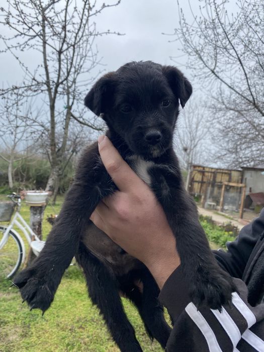 Сладки малчугани търсят топъл дом