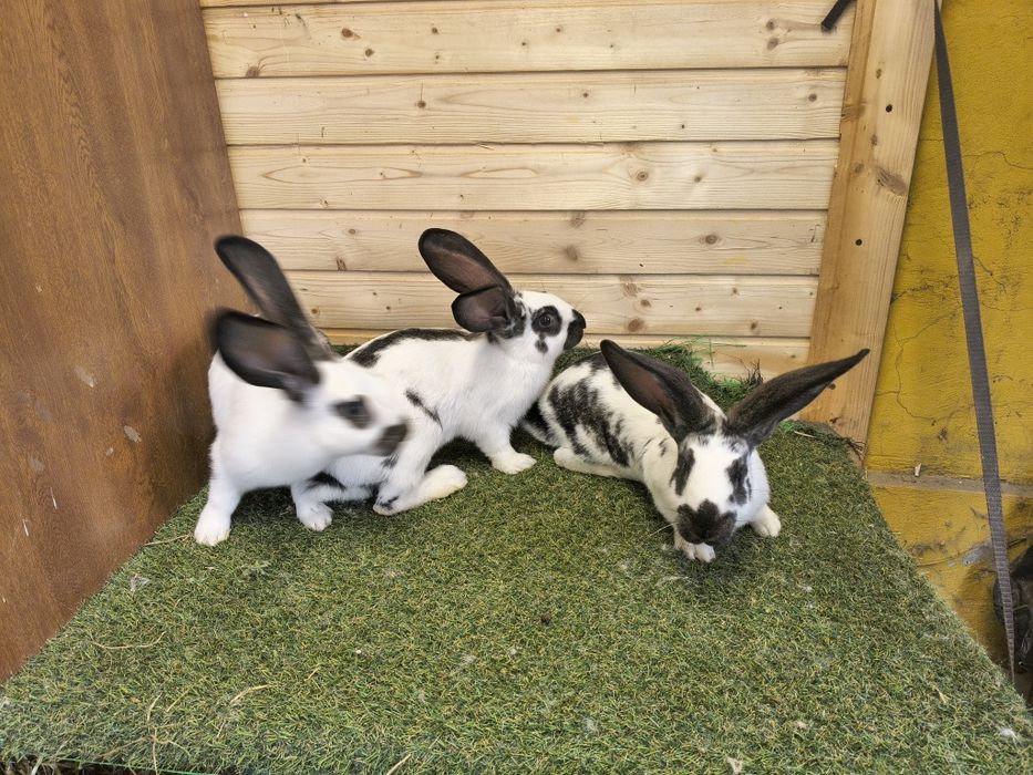 Vând metis de Uriaș german și Fluture german