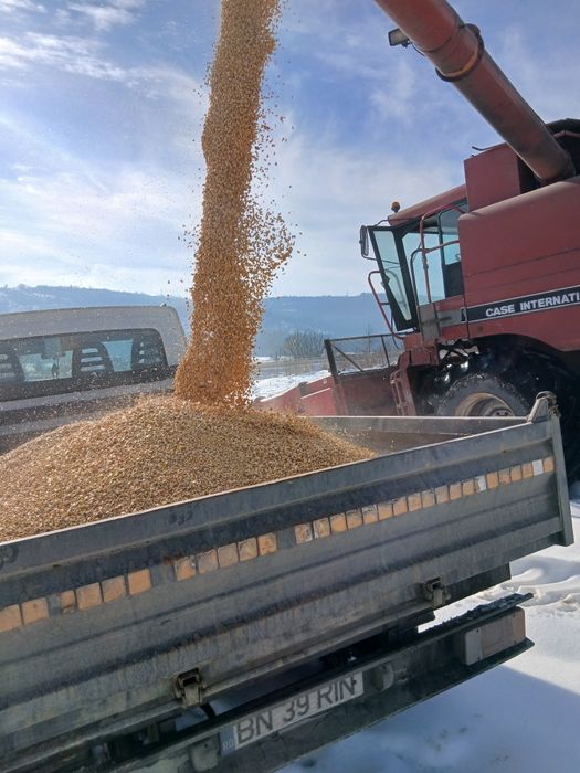 Porumb boabe recolta 2026