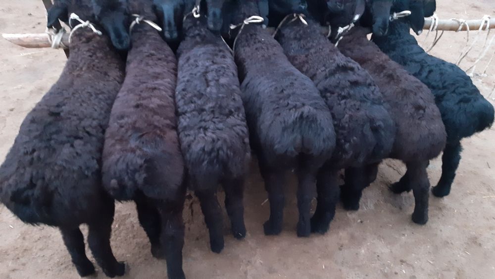 Hisori quzilar sotiladi 2mlndan bowlanadi