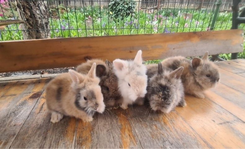 Iepurasi de companie cap de leu pitic