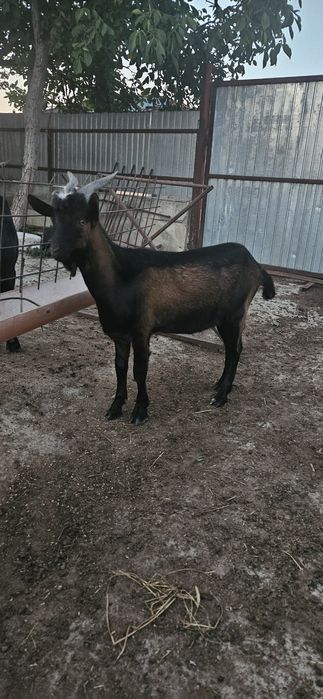 Țăpișor alpin francez