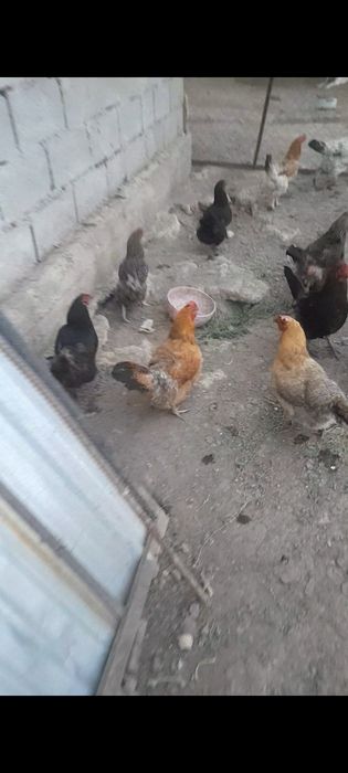 Куры на яйца хорошие