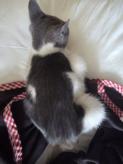Подарявам мъжко котенце на около 2м