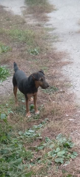 Продам Ягдтейера, девочка.г. Рудный