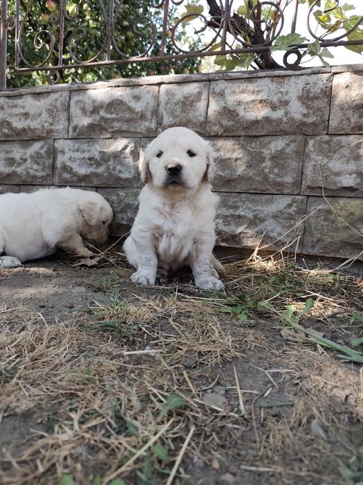 Disponibil pui femelă Golden Retriever