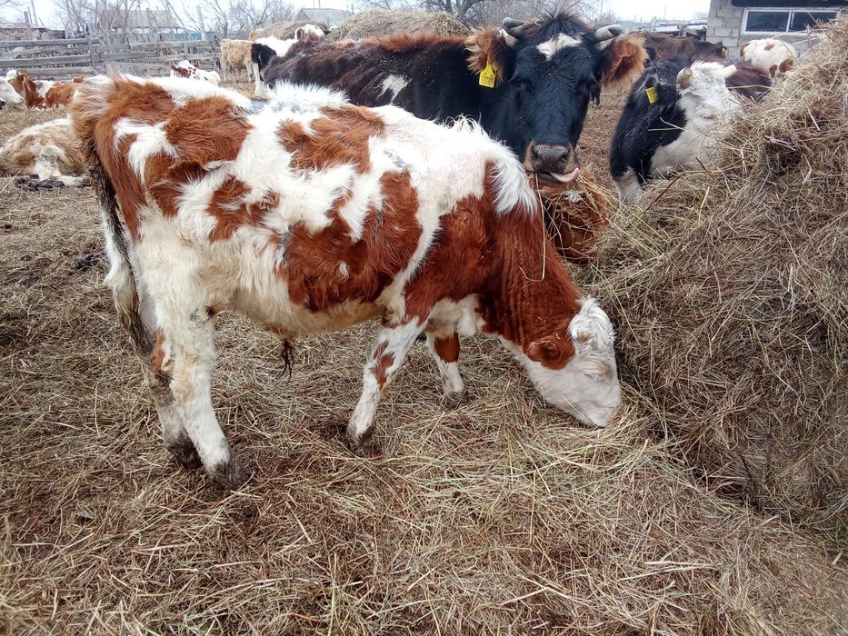 Быки бұқа крс бычки