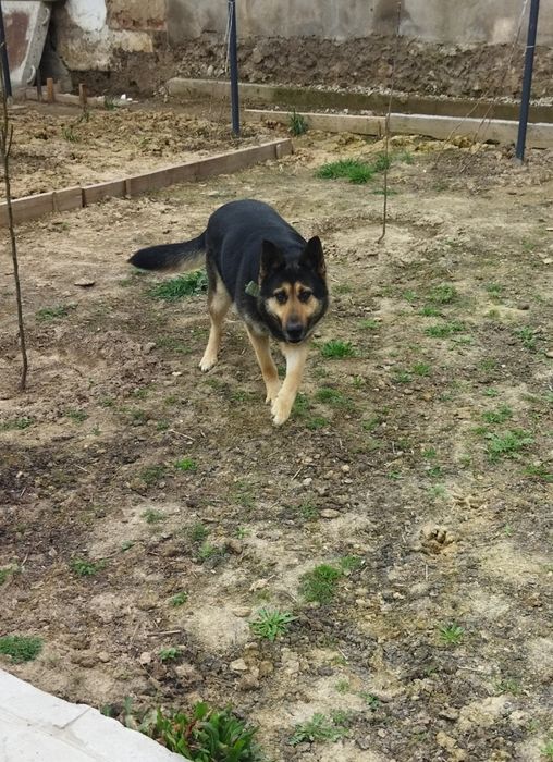 Восточно-европейская овчарка