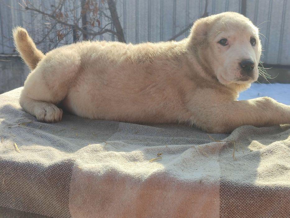 Шикарные породные щенки САО