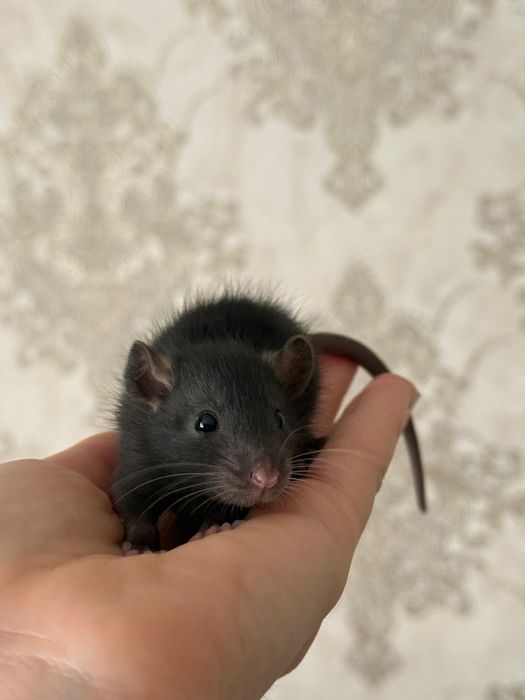 Крысы дамбо продам