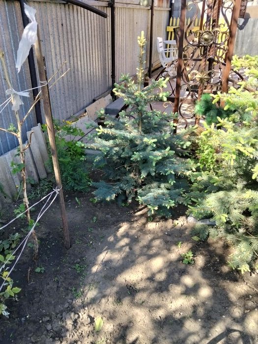 Ели голубые разной высоты
