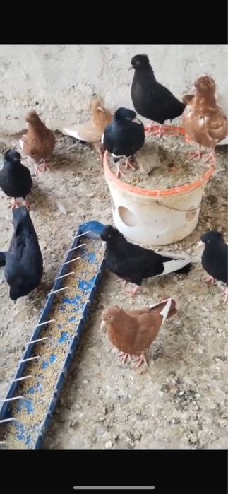 Продам голубей , американцы , кормильцы