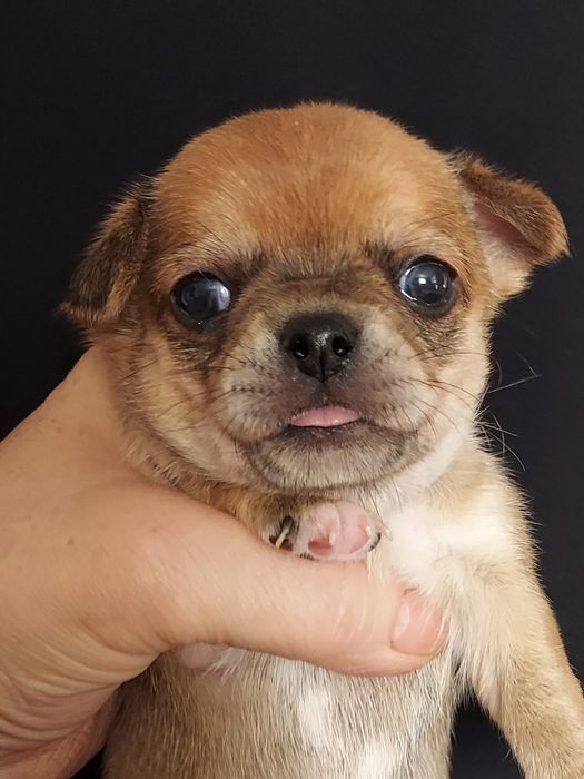 Продаю щенков чихуахуа