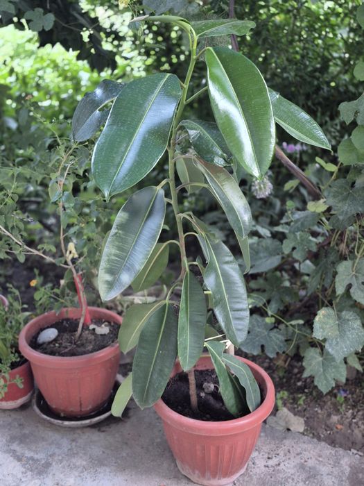 Фикус ( многолетний)