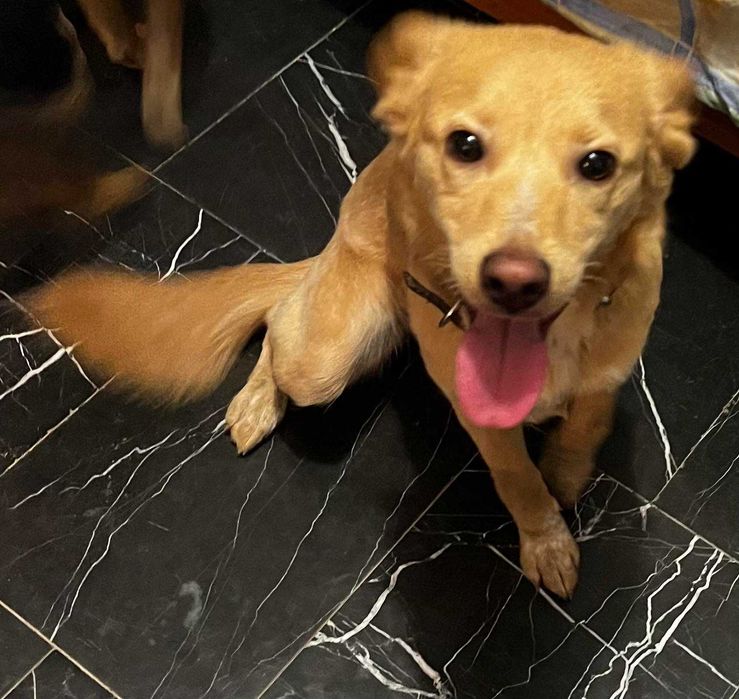 Търси се дом на Беба