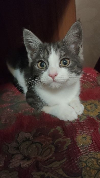 Кот 5-4 месяцев ждёт вас