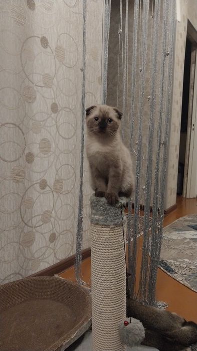 Продаем породистого кота!