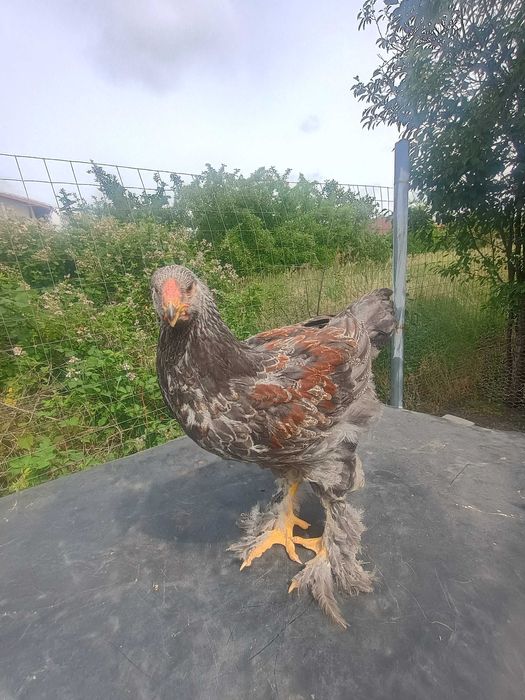 Se vând Cocoșei Brahma  bso