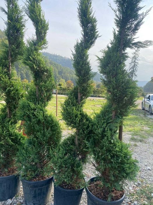 Pon Pon - Tuia Spiral - Leylandii - Plante pentru Gradina