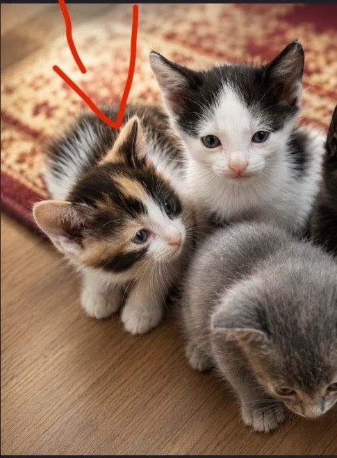 Отдам котенка в хорошие руки