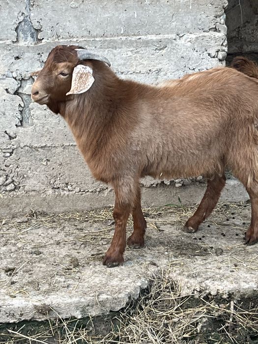 Теке 5 айлык сутті линия