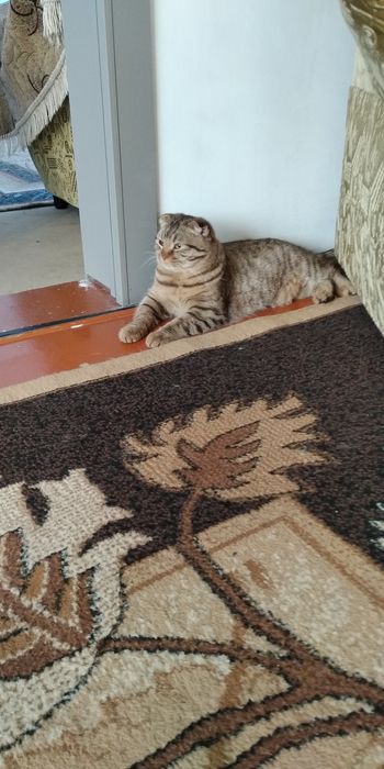 Вязка шотландский кот