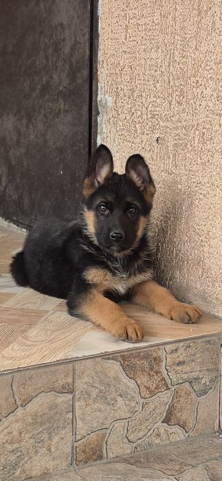 Щенки немецкой овчарки