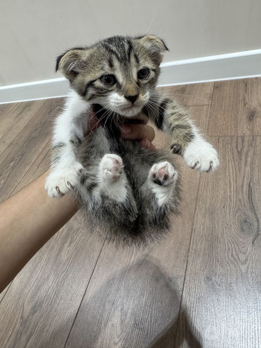 Кошка бесплатно Скоттиш фолд