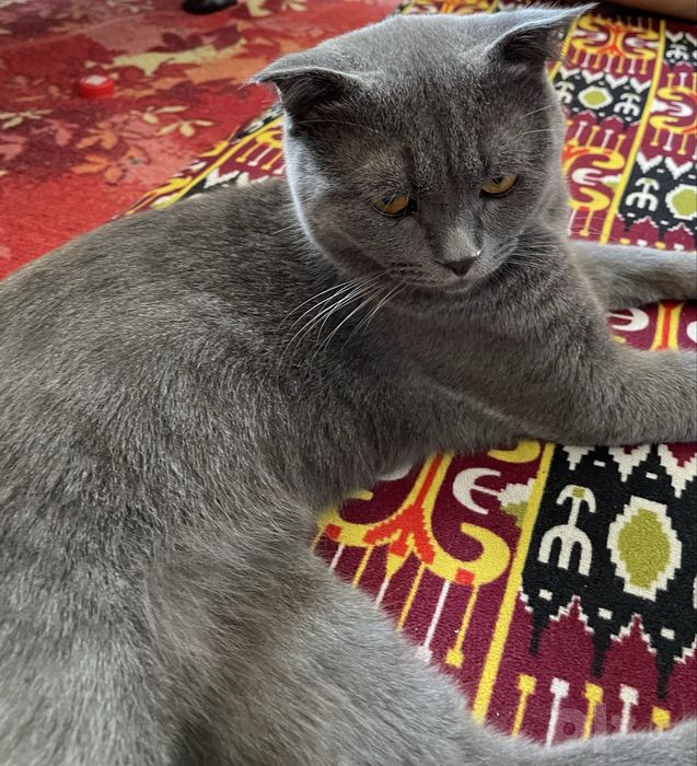 Aqilli oynoqi qarashga vaqtim bomayapti