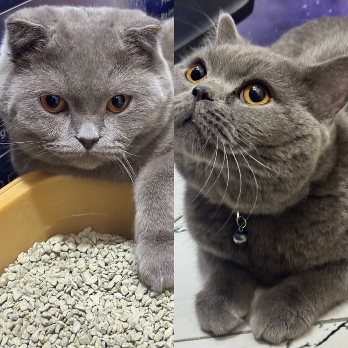 Erkak Scottish Fold / British zotli mushukcha sotiladi
