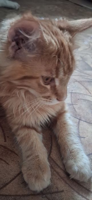 Продам котят мейн кун