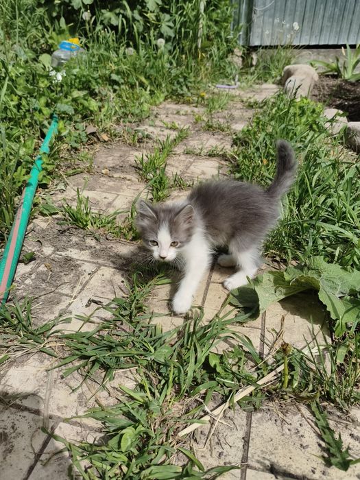 Котята крысыловка.