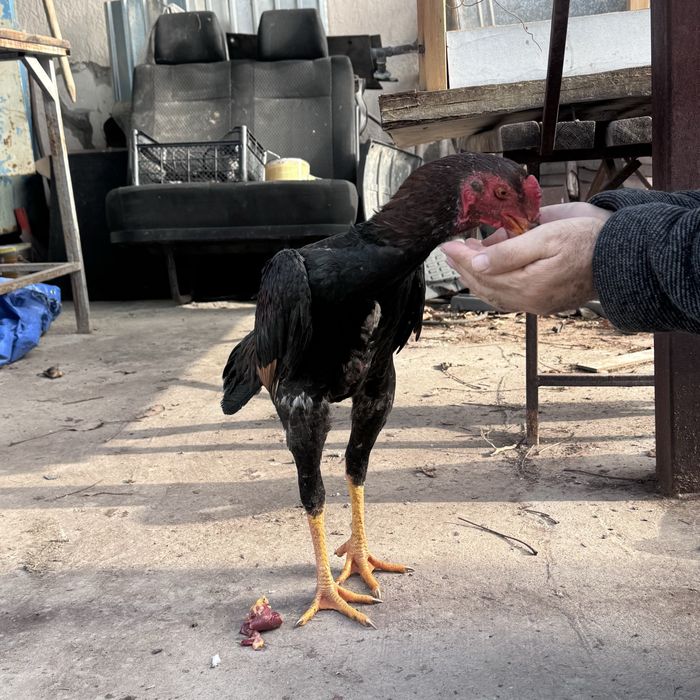 петух бойцовский