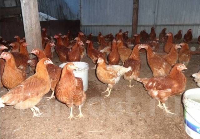 Куры молодки красные