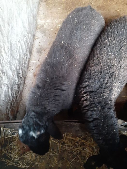 Соглом,семизгина кучкорлар сотилади