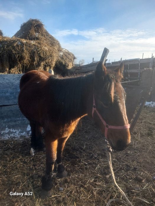 Кобылы продаются дойные ручные