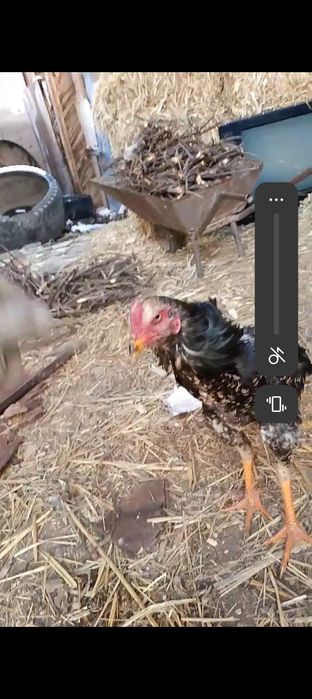 Продам или обмен на домашних курей