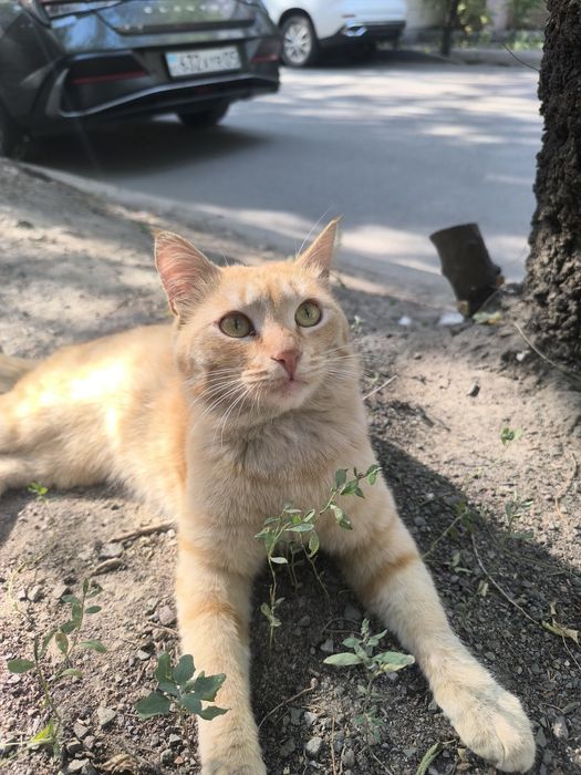 Рыжий кот Персик