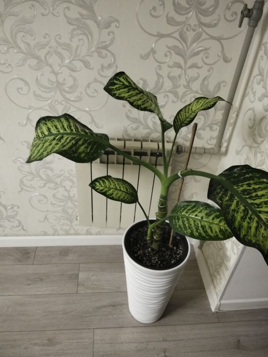 Продам цветок Диффенбахия